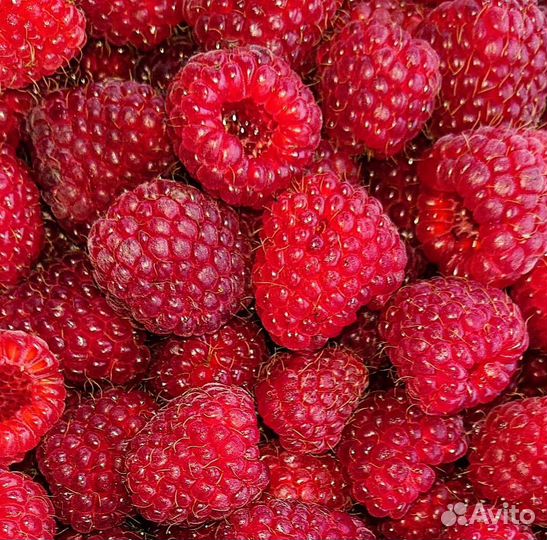 Ремонтантная малина Полька