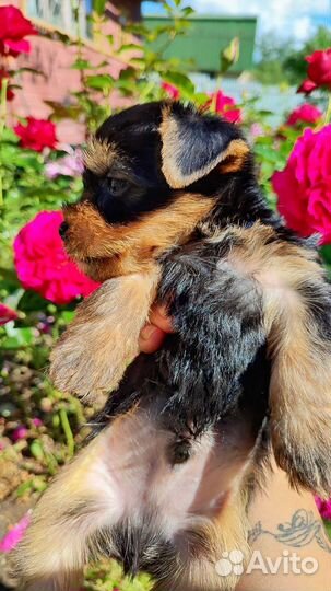 Йоркширский терьер