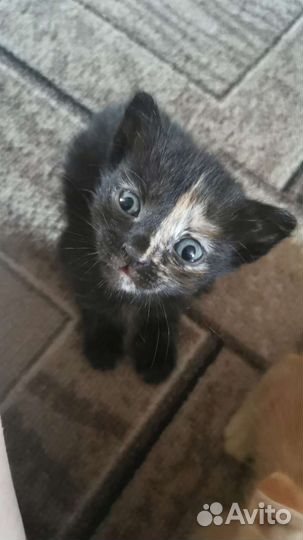 Отдам бесплатно котят в хорошие руки