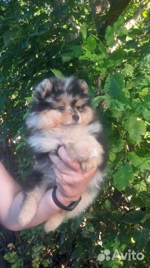 Щенки шпица редкого окраса