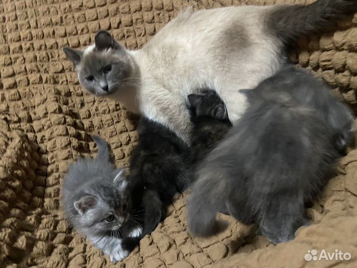 Отдам котят в добрые руки