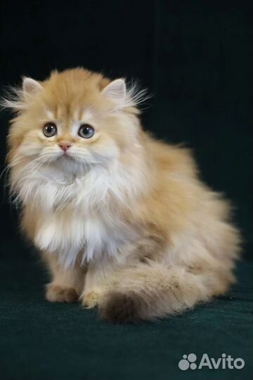 Британская золотая шиншилла