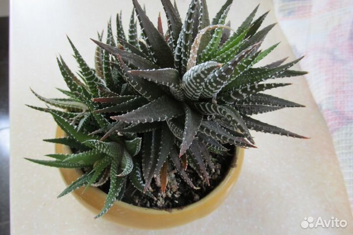 Боковые розетки хавортии полосатой