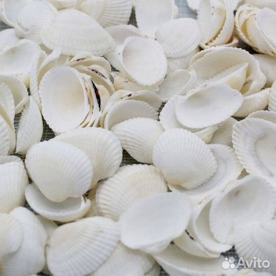 Морская Ракушка Кунарка