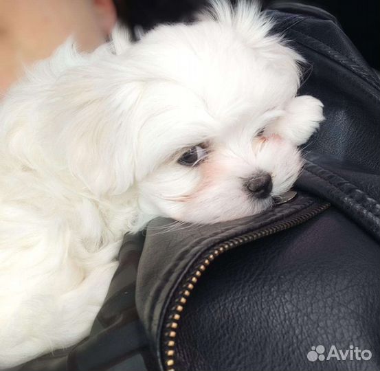 Мальтезе мини