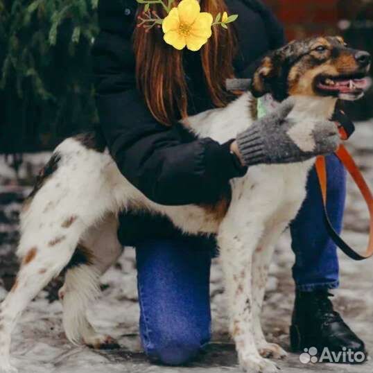 Собака в дар