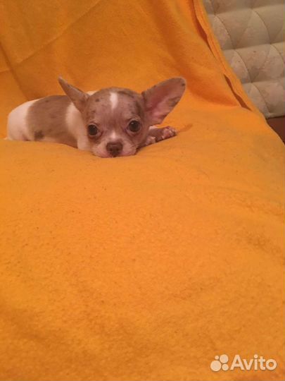 Щенки чишки