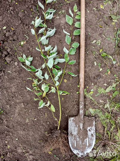 Дерен белый элегантиссима живая изгородь