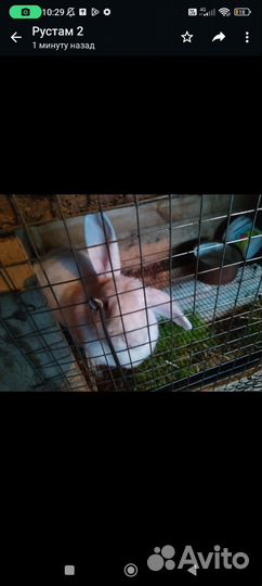 Кролчиха хи+