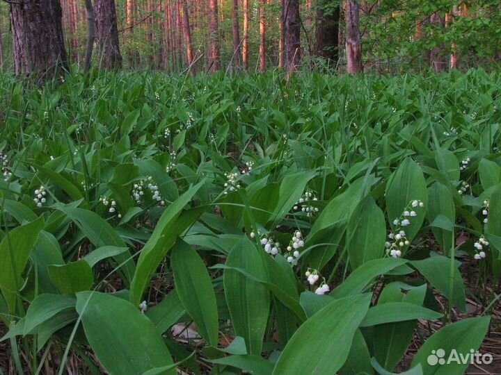 Ландыши букет