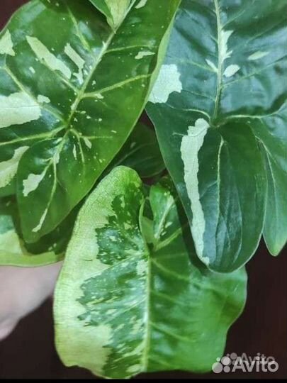 Сингониум Панда