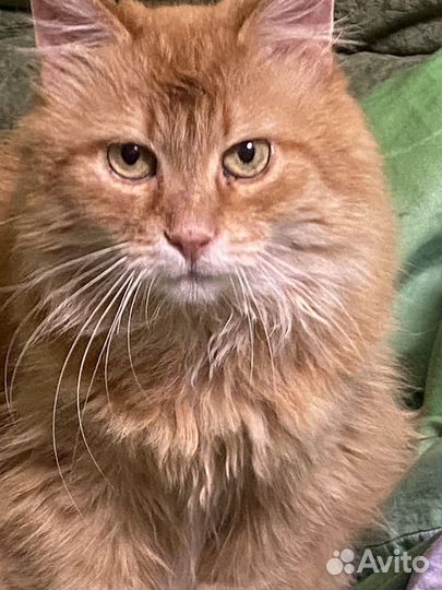 Кошечка Алиса