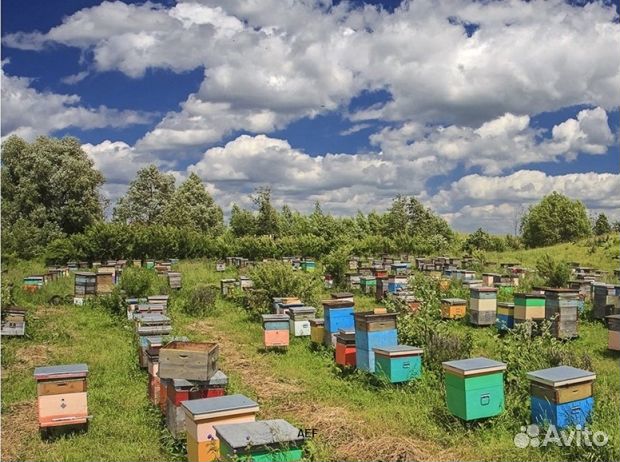 Мед 2024 года из Алтая опт