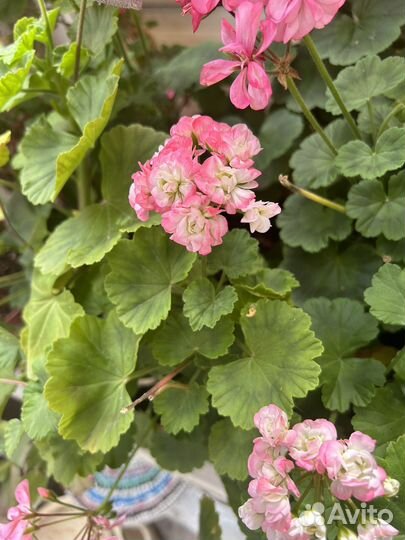 Пеларгония герань розебудка белый снег