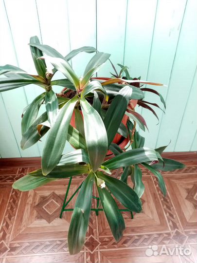 Традесканция