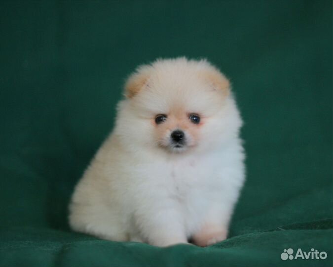 Померанский шпиц