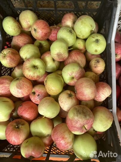 Яблоки садовые