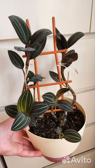 Комнатные растения, драгоценная орхидея, лудизия