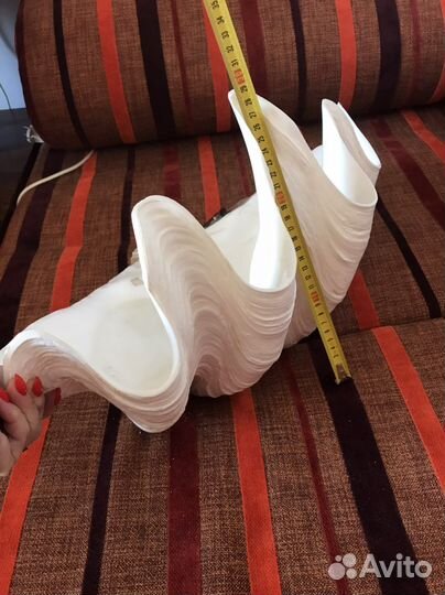 Раковина океаническая или морская. Ракушка