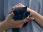 Черный котенок в добрые руки