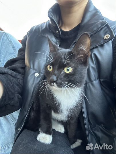 Котенок мальчик бесплатно
