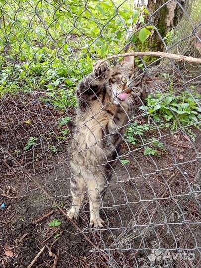 Котик бесплатно в добрые руки