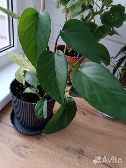 Сциндапсус эпипремнум