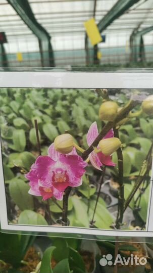 Орхидея фаленопсис. Азия. цветок7-8см