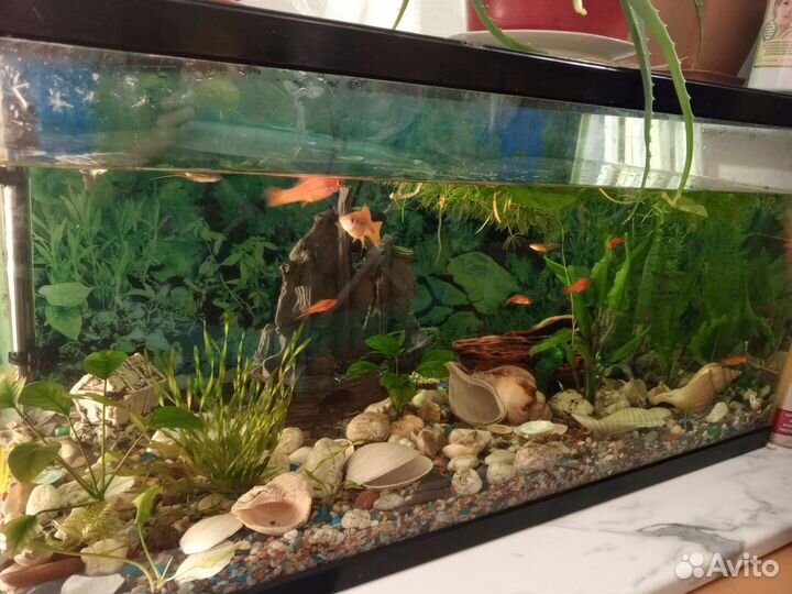 Аквариум со всем содержимым