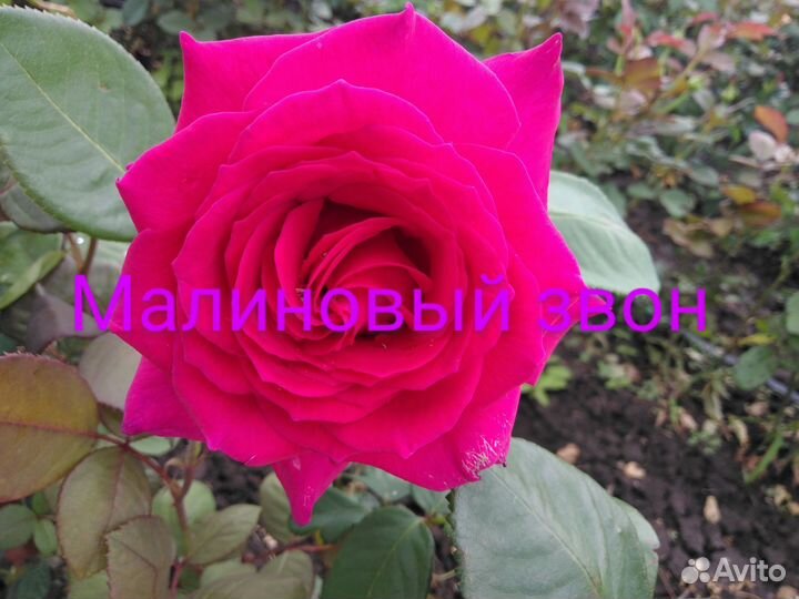 Саженцы роз