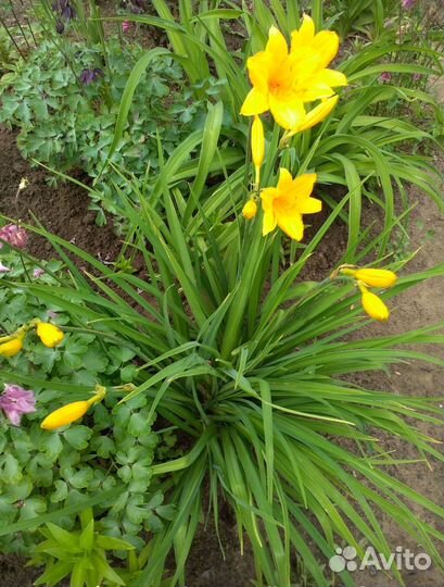 Сортовой лилейник