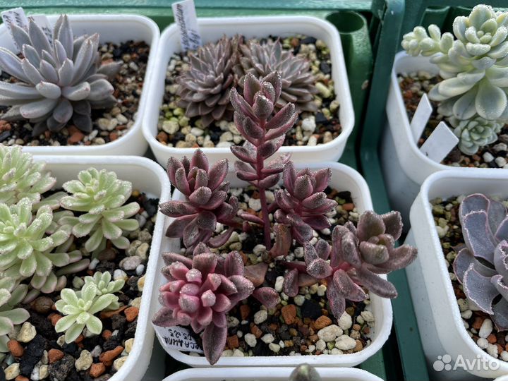 Суккуленты редкие