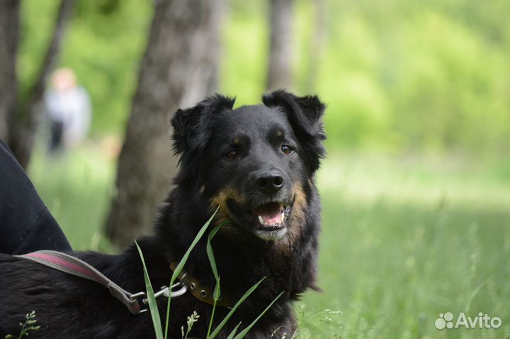 Собака из приюта Микки грустит в приюте
