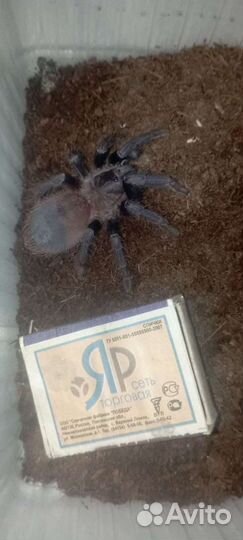 Птицееды, муравьи