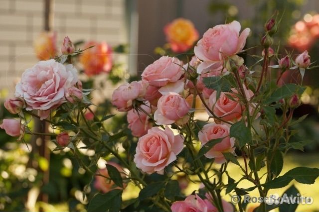 Роза грандифлора Поэзи