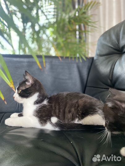 Котенок мальчик 3 месяца бесплатно