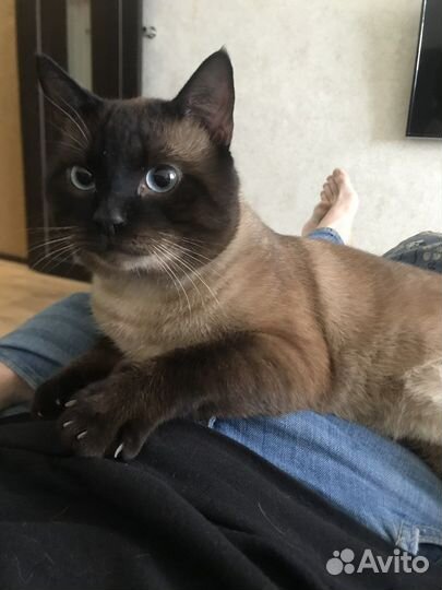 Сиамский кот вязка