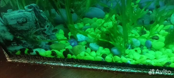 Улитки аквариумные