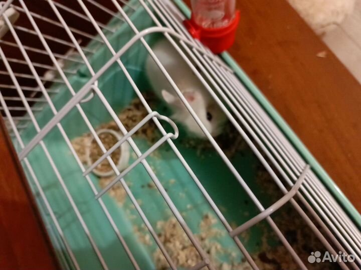 Декоративные кролики