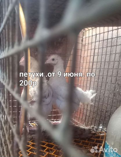 Утки пекинские