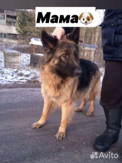 Щенки немецкой овчарки