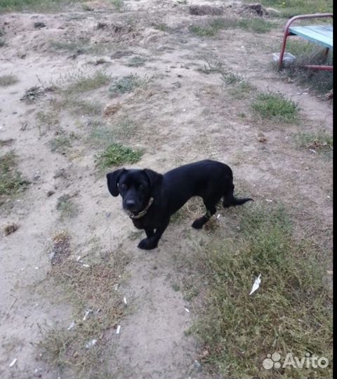 Собака в добрые руки