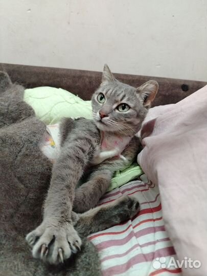 Кошечка из подвала