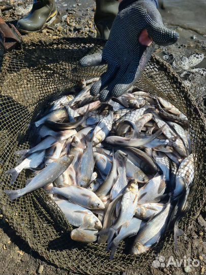 Живая рыба толстолобик