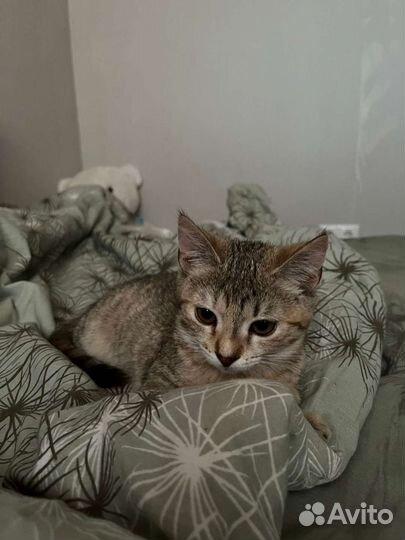 Отдам в добрые руки