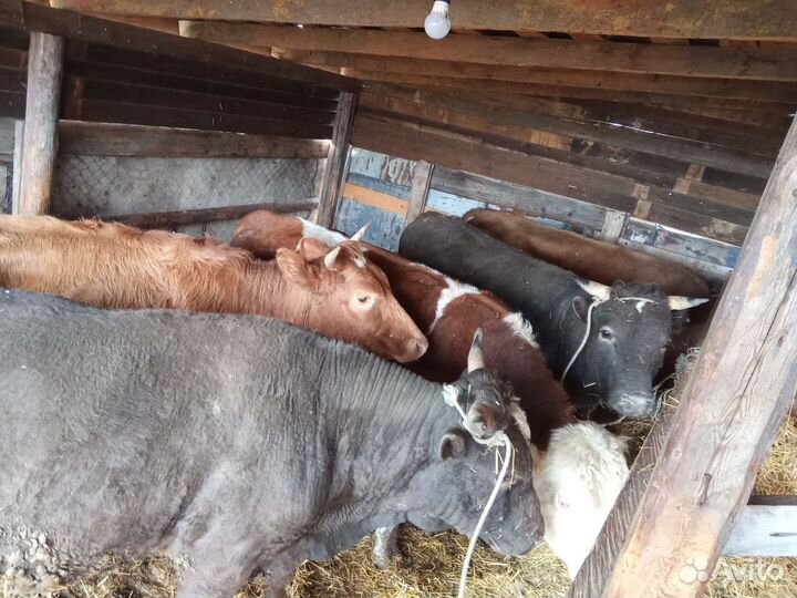 Продам быков