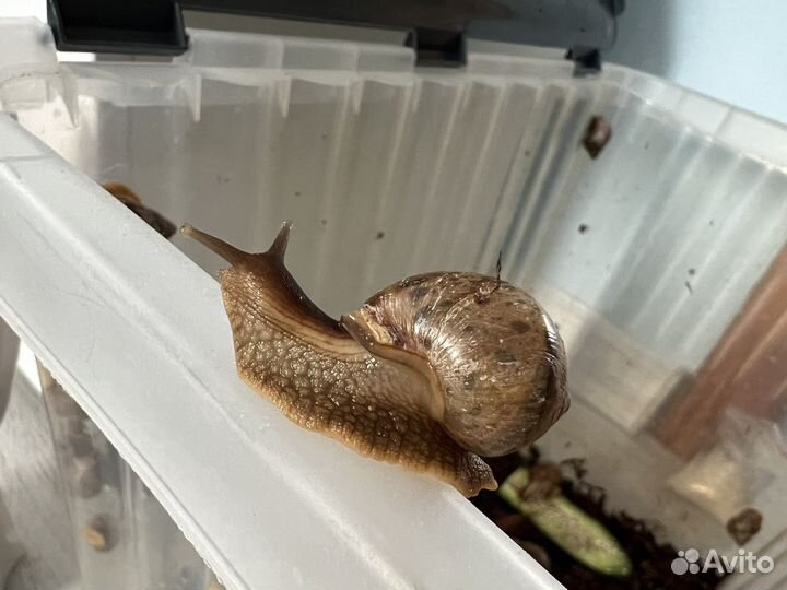 Улитки ахатины гигантские бесплатно