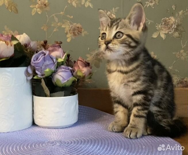 Британский котенок мраморного окраса