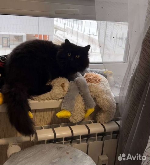 Котёнок, чёрный пушистик ищет семью