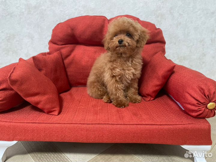 Красавец мини мальчик Мальтипу f2